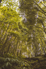 Naklejka premium Tropical rainforest on the island of Sao Miguel, Azores, Portugal