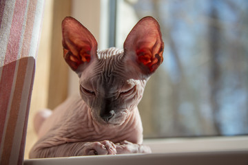 Small Sphinx cat sitting by the window in the spring sunshine