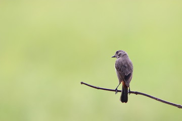 bird on a branch