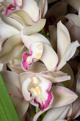 シンビジウム（Cymbidium）