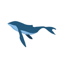 Vector illustration of Blue whale isolated on white background