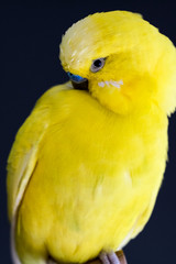 Yellow Parakeet pet close-up dark background
