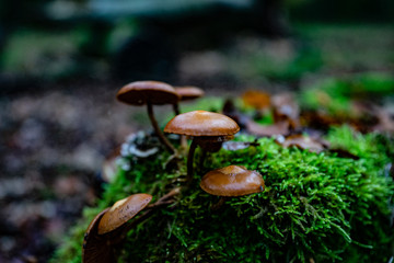 Mushrooms in the forest