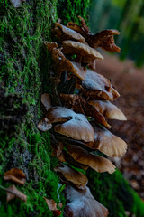 Mushrooms in the forest