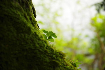 Fototapeta premium 苔の森
