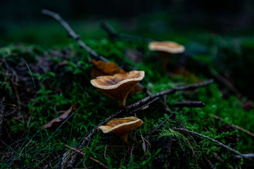 Fototapeta premium Mushrooms in the forest