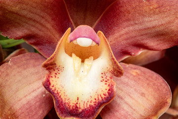 シンビジウム（Cymbidium）