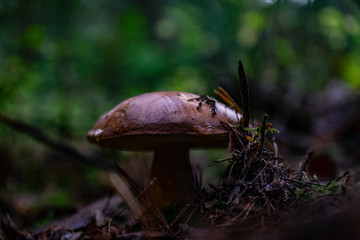Fototapeta premium Mushrooms in the forest