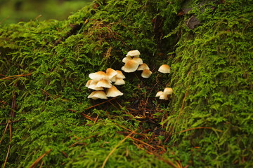 苔の森