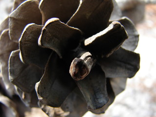 Brown pine cone. Woody fruit of conifer tree. Nature and botany theme.