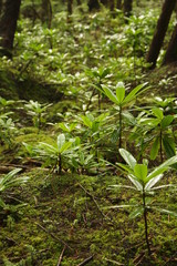 苔の森