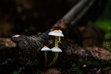 Mushrooms in the forest