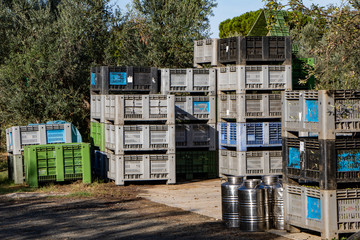 Freshly harvested olives in plastic baskets, oil making. Tuscany, Italy