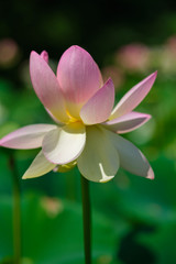 Indian lotus vertical shot with an out of focus blurred background