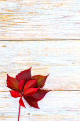 Autumn background. red ivy leaves on a wooden base. place for text.