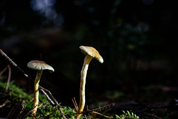Mushrooms in the forest