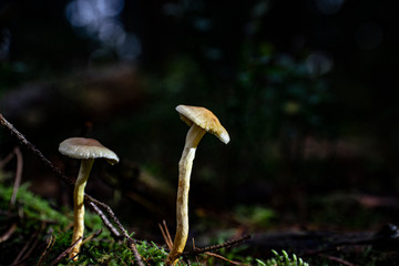 Mushrooms in the forest