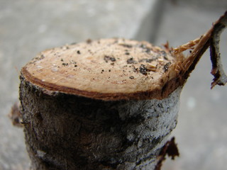 Landscape of nature background and beautiful pink and red cosmos flower field
