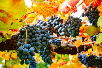Fototapeten Close-Up Of Grapes Growing In Vineyard, Italy. Tuscany grape vineyard in Chianti region © Sabina