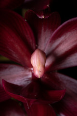 Cycds.Wine Delight シクノデス　ワインデライト