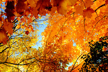 Maple tree in autumn, Beautiful Colorful Autumn Leaves  ,USA
