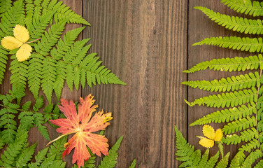 Fern leaves with colored autumn leaves on a wooden background.