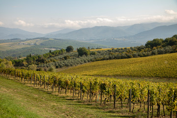 Fototapeta na wymiar Vineyard and olive wood landscape. Rolling hills of Tuscan vineyards in the Chianti wine region. beautiful natural landscape in Italy. Harvest season
