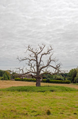 Craggy, bare old oak tree in a meadow