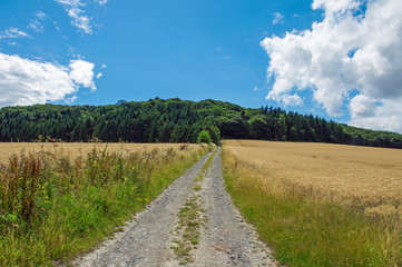 Summertime countryside lane
