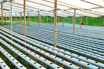 Hydroponics vegetable farm, Hydroponics Gully background