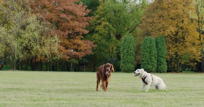Handheld video shows of two playful dog in the park