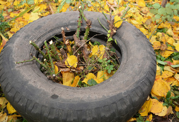 Gardener making shelter for roses winter protection with dirt and car tire. Insulate roses for...