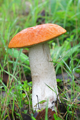 Leccinum aurantiacum, known as orange bolete or red-capped scaber stalk, wild edible mushroom from Finland
