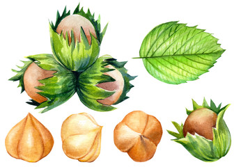 Set of hazelnuts on an isolated white background, watercolor illustration