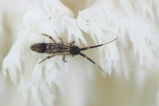 Springtail (Collembola) feeding on coral tooth fungus (Hericium coralloides)