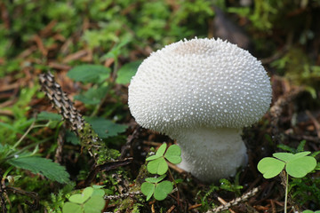 Lycoperdon perlatum, popularly known as the common puffball, warted puffball, gem-studded puffball, or the devil's snuff-box