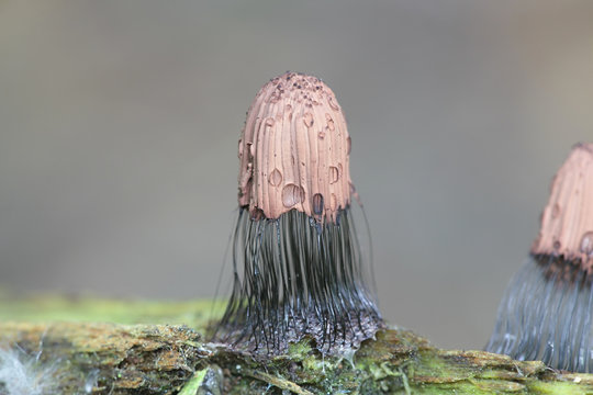 Stemonitis fusca, known as tube slime mold