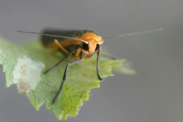 Manulea complana, also called Eilema complanum,  the scarce footman