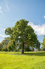 Summertime meadow in the British countryside