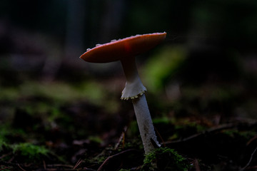 Mushrooms in the forest