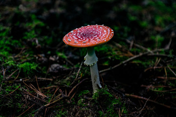 Mushrooms in the forest