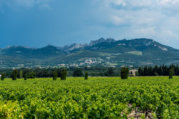 Weinberg vor den Dentelles de Montmireille