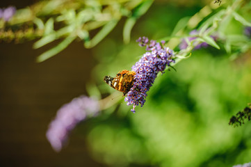 Admiralfalter auf Schmetterlingsflieder
