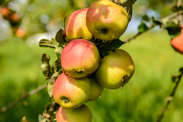 Äpfel nach dem Regen