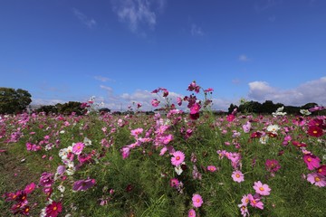 藤原京　コスモス畑