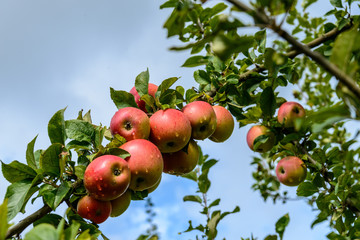 Reife Äpfel am Baum