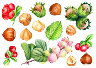 set of elements, red lingonberry, hazelnut nuts, snowberry, leaf on an isolated white background, watercolor illustration, clipart