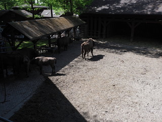 View to family of wild european bisons stand on sandy ground in enclosure at city of Pszczyna, Poland © Jakub Korczyk