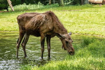 Fototapeta premium European Moose, Alces alces, also known as the elk