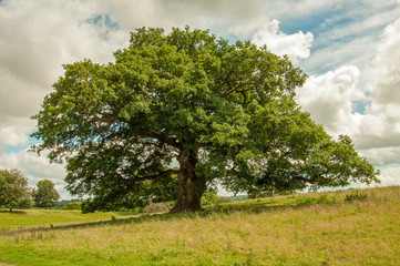 Fototapeta na wymiar Old oak tree in a summer meadow